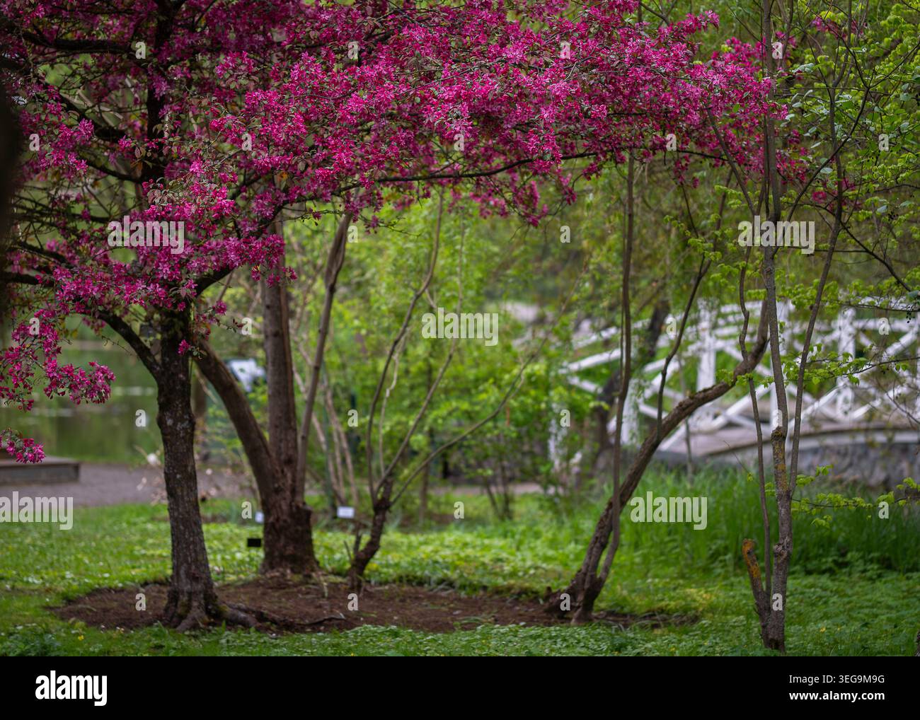 Leuchtend rosa blühende Malus`Prof. August Vaga blüht neben einer weißen Gartenbrücke in einem üppigen botanischen Park im Frühling. Stockfoto